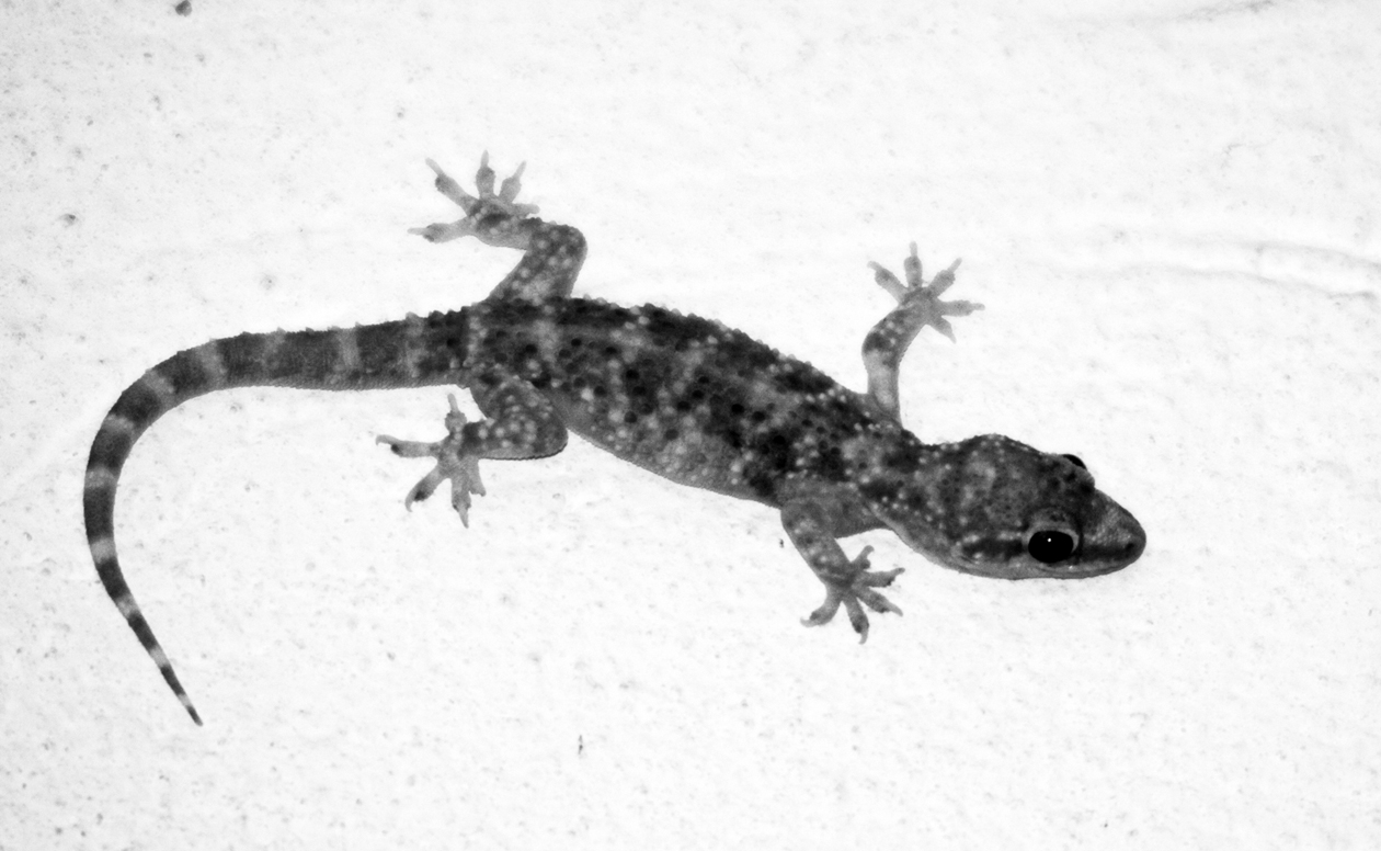 Hemidactylus turcicus