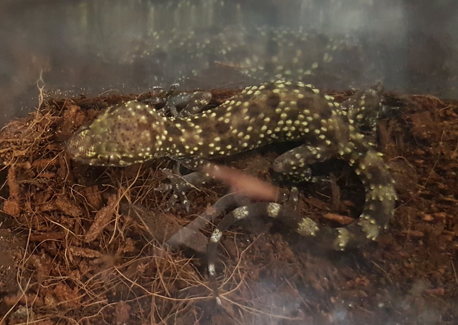 Hemidactylus turcicus