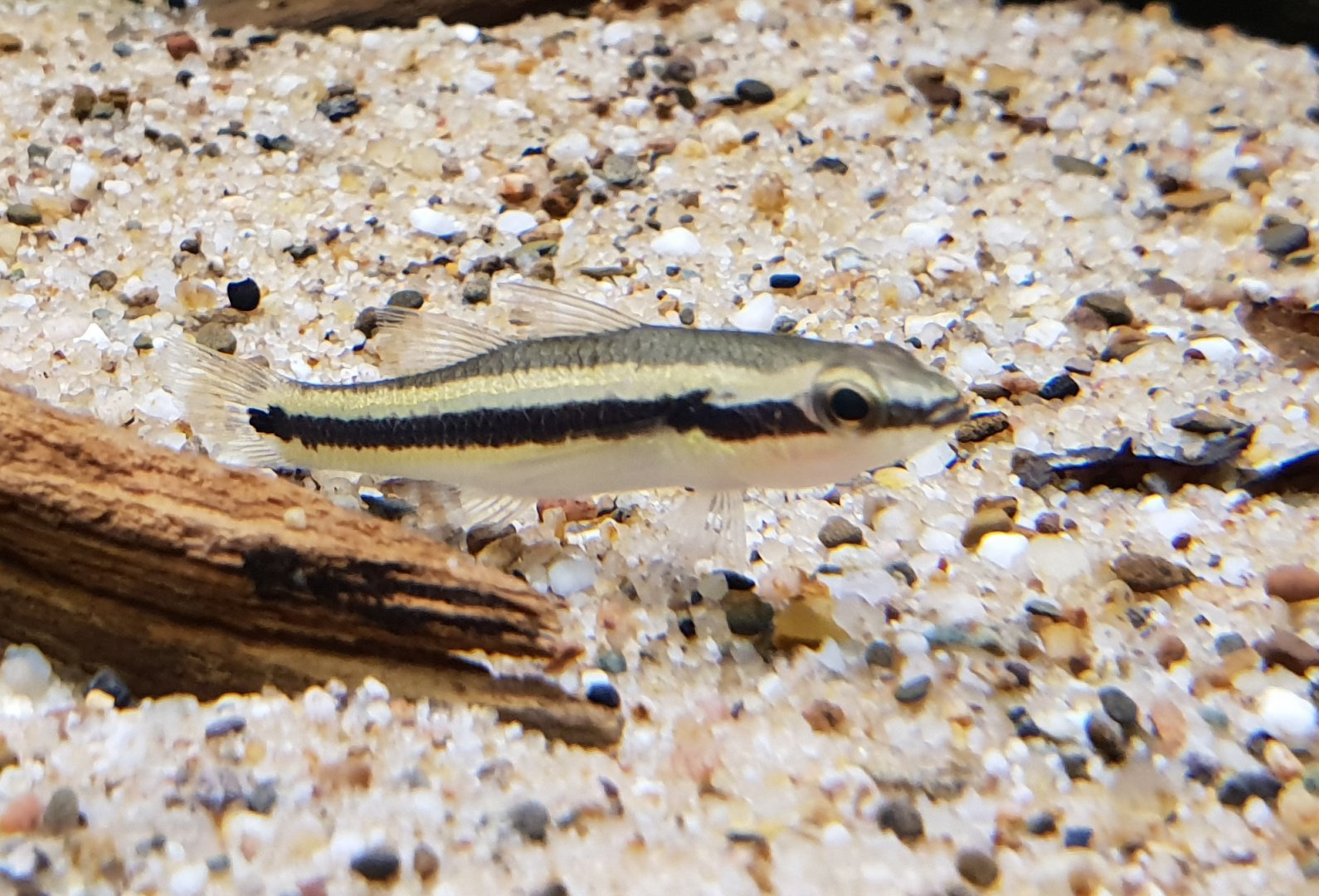 Hemieleotris latifasciata