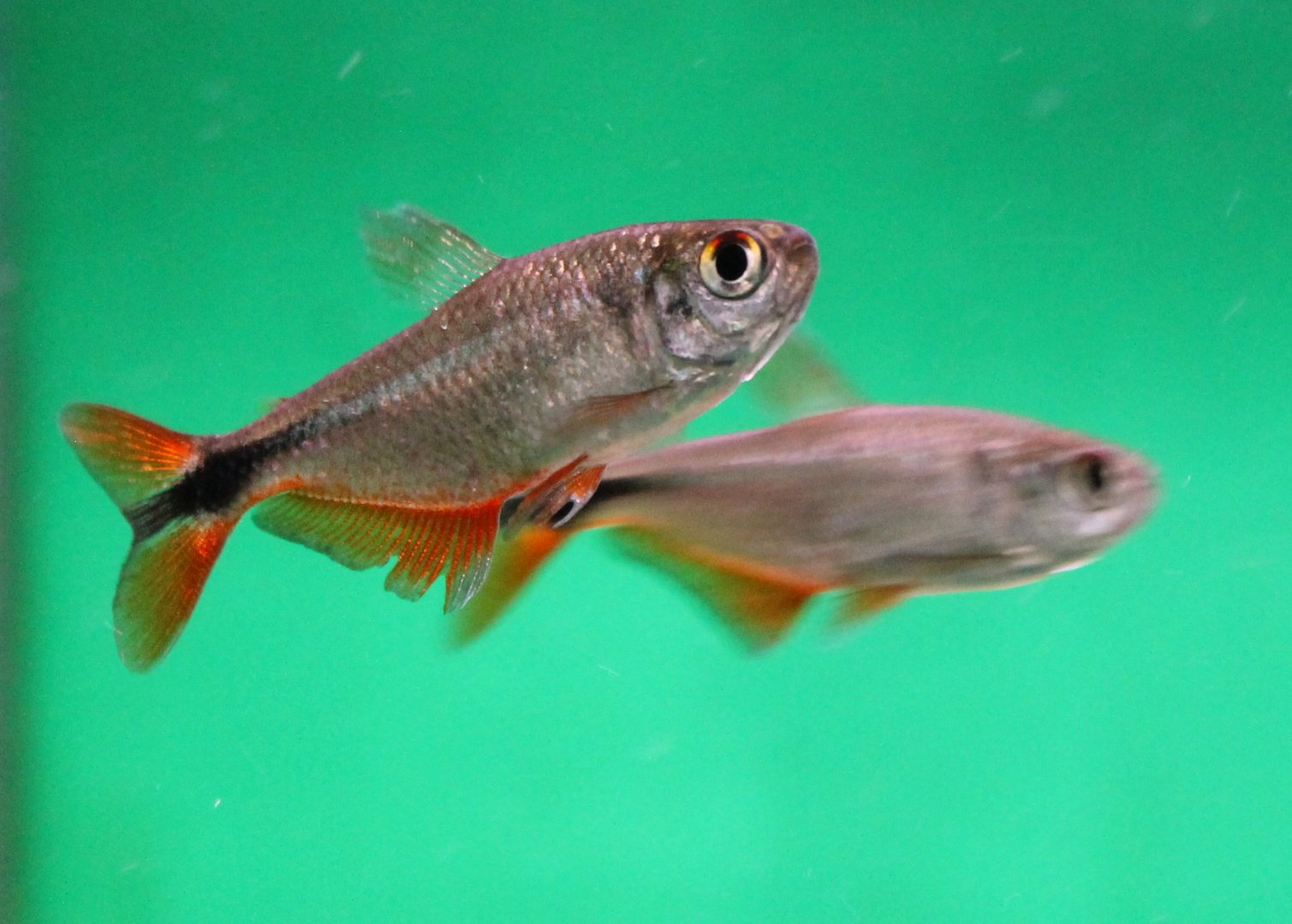 Hemigrammus caudovittatus