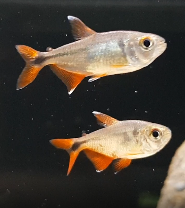 Hemigrammus caudovittatus