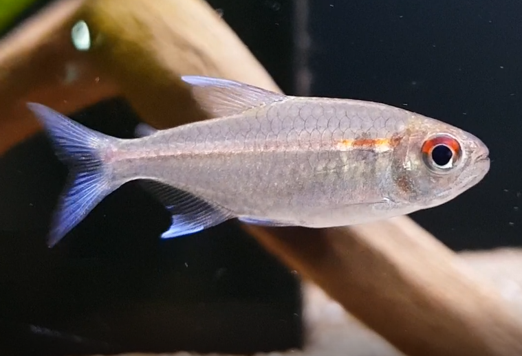 Hemigrammus coeruleus