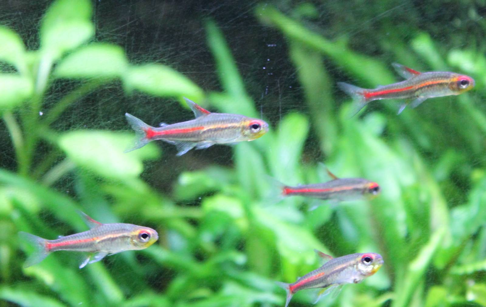 Hemigrammus erythrozonus