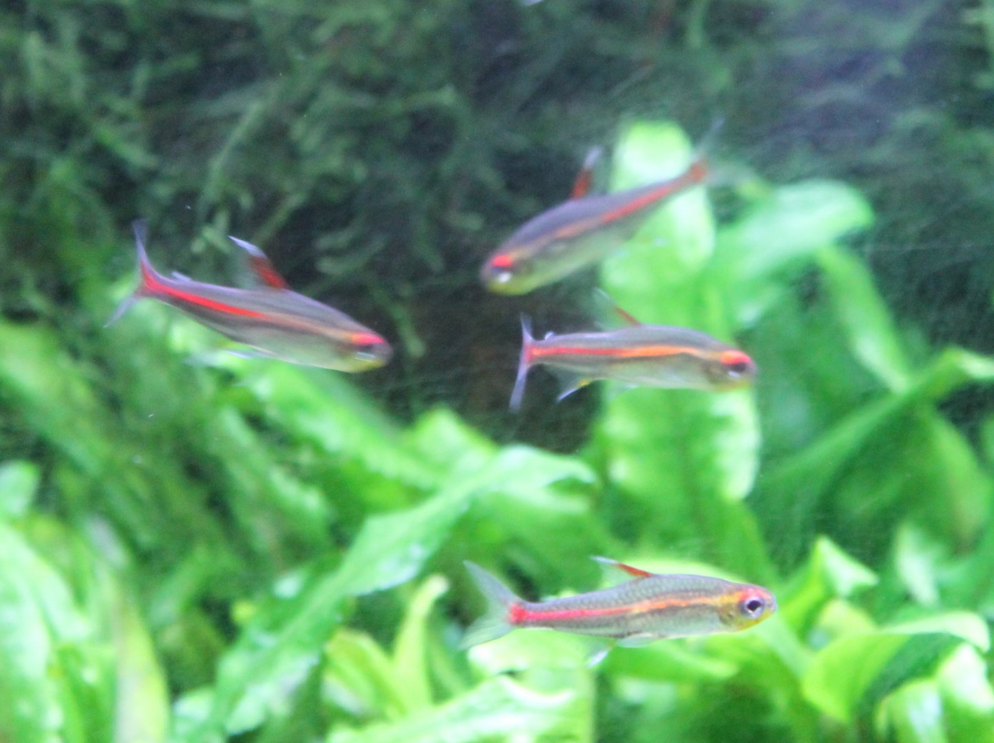 Hemigrammus erythrozonus