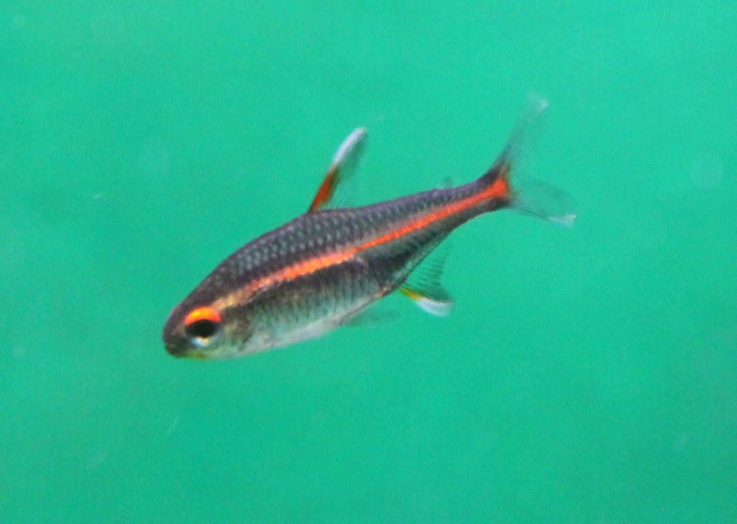 Hemigrammus erythrozonus