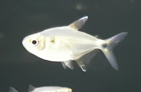 Hemigrammus ocelifer