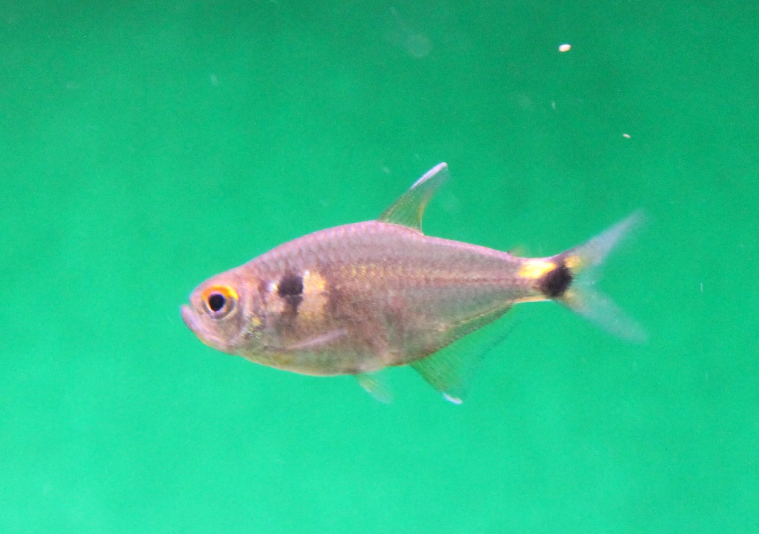 Hemigrammus ocellifer