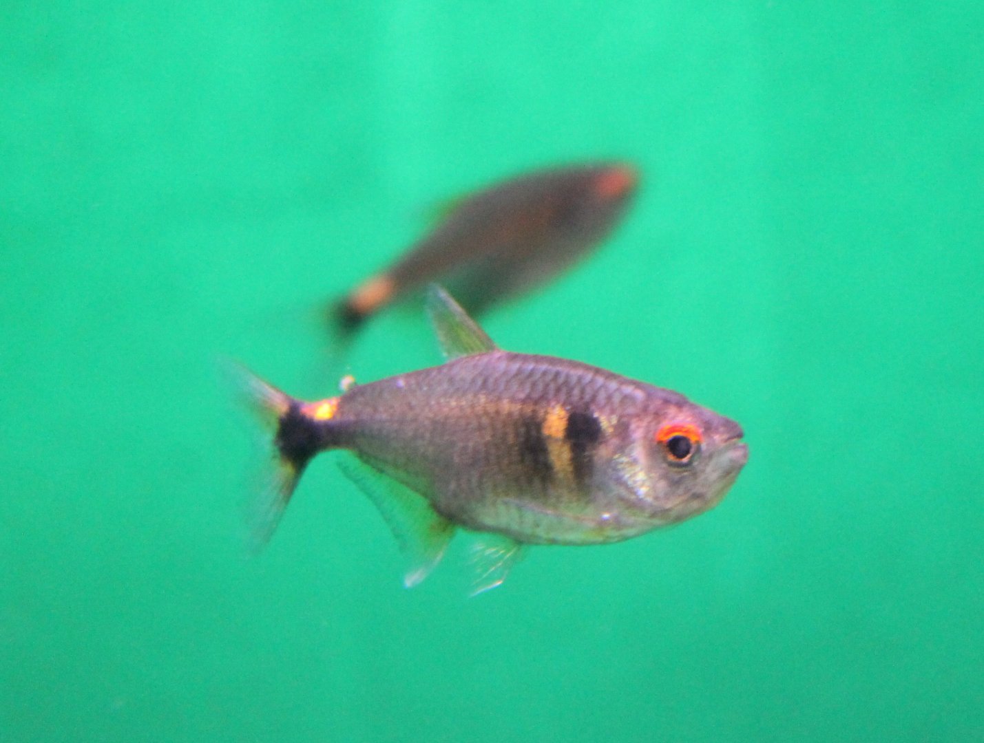 Hemigrammus ocellifer