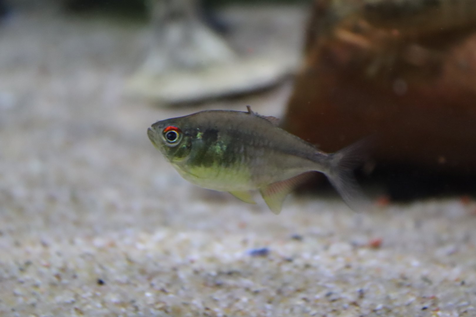 Hemigrammus pulcher?