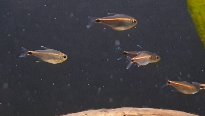 Hemigrammus rubrostriatus