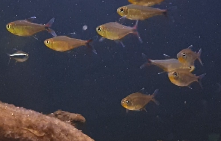 Hemigrammus species "Yurimaguas"