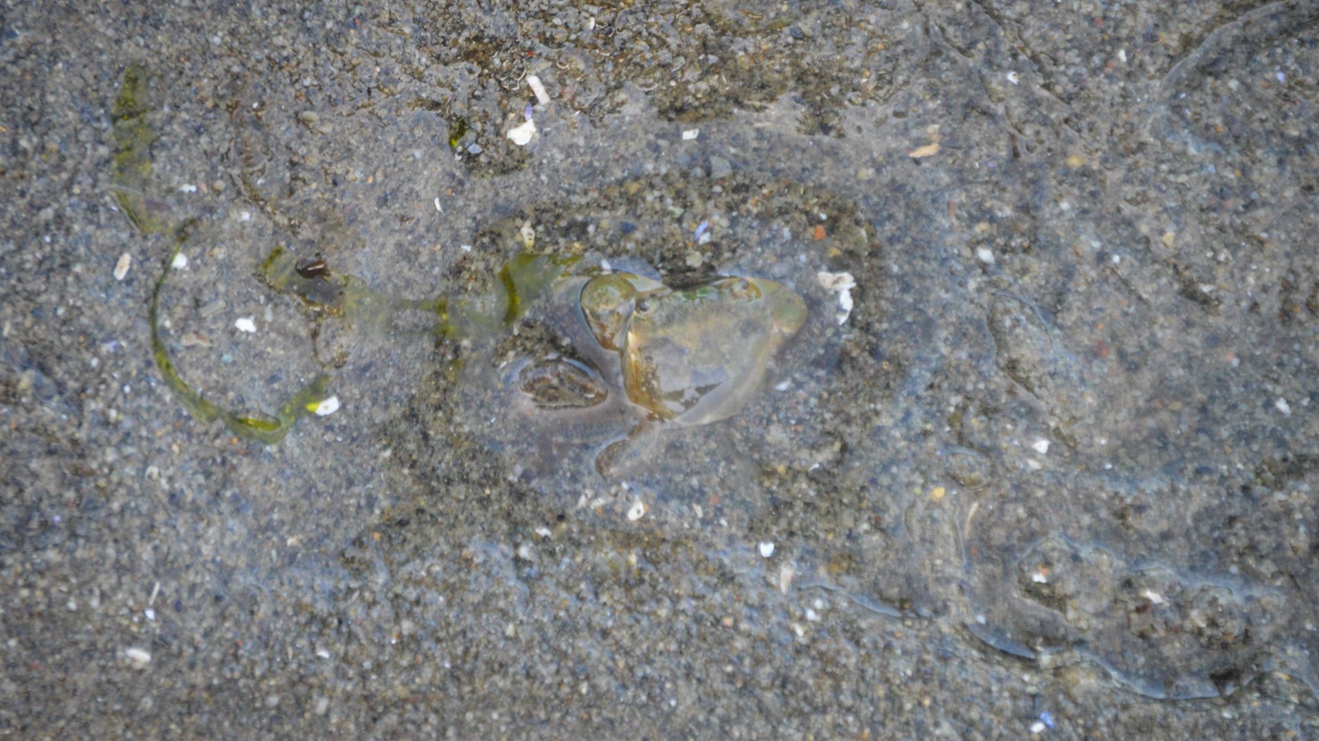 Hemigrapsus oregonensis