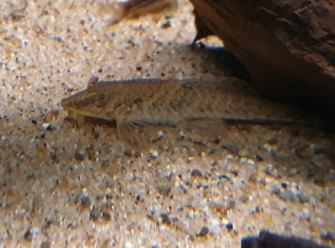 Hemiloricaria parva