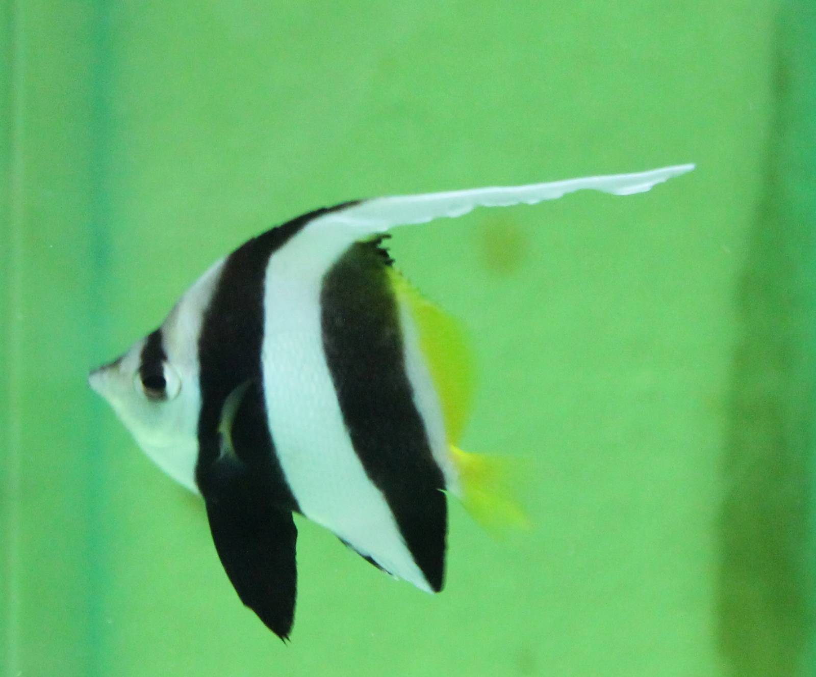 Hemiochus acuminatus