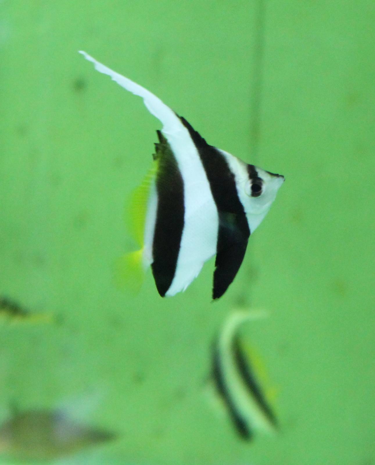 Hemiochus acuminatus