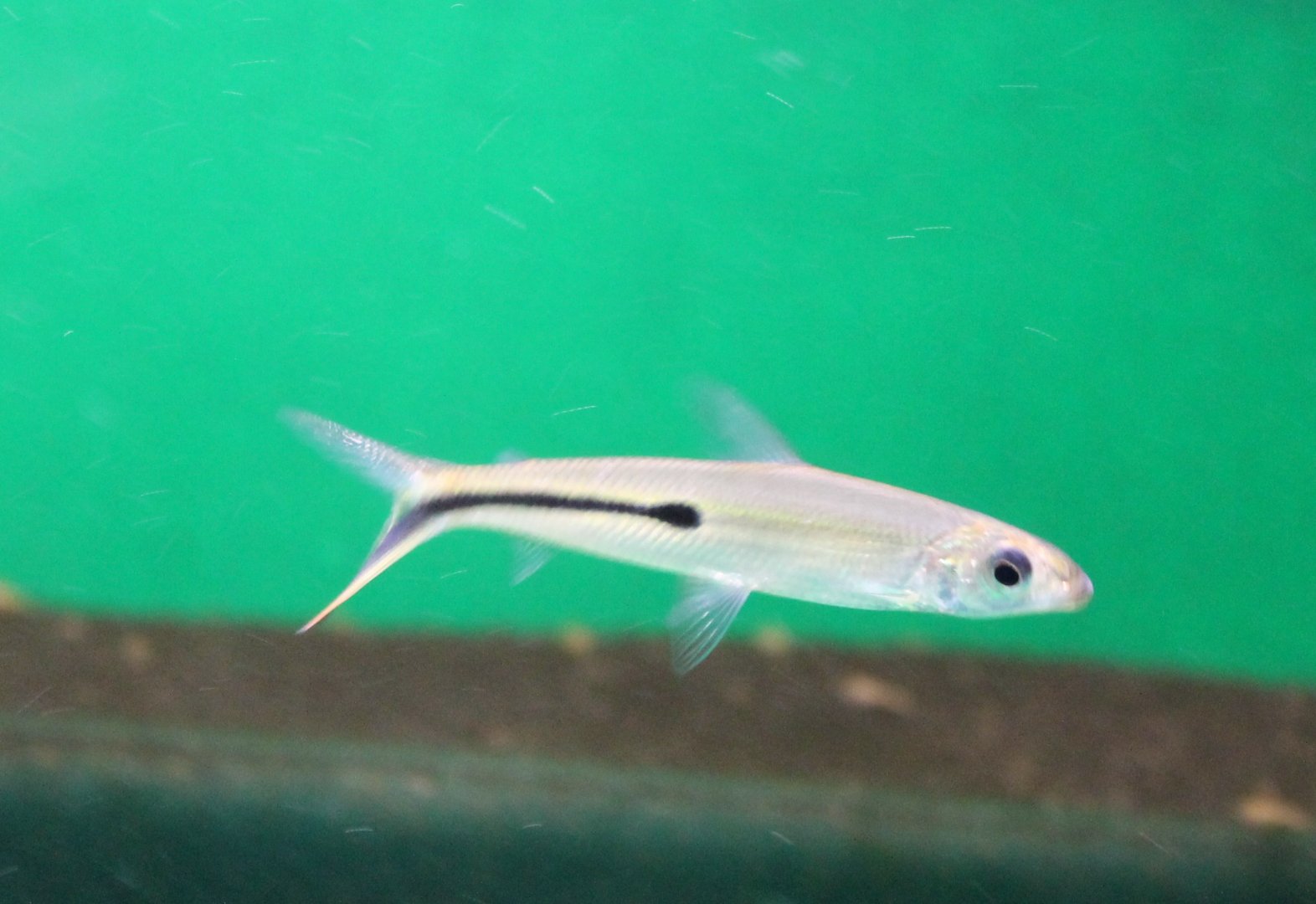 Hemiodopsis gracilis