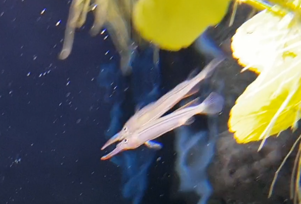 Hemiramphodon phaiosoma