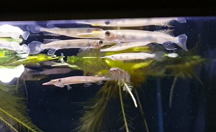 Hemirhamphodon pogonognathus