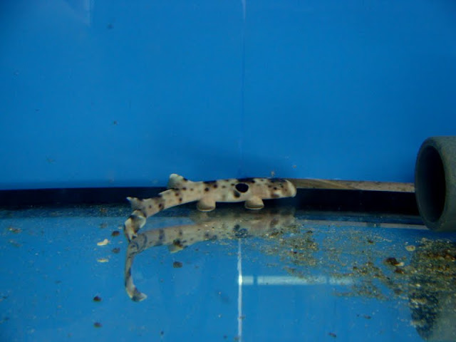 Hemiscyllium ocellatum - apart from the exhibition