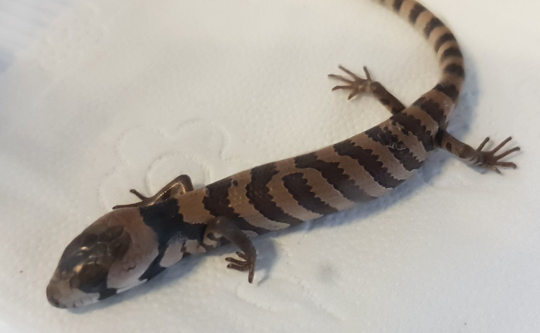 Hemisphaeriodon gerrardi