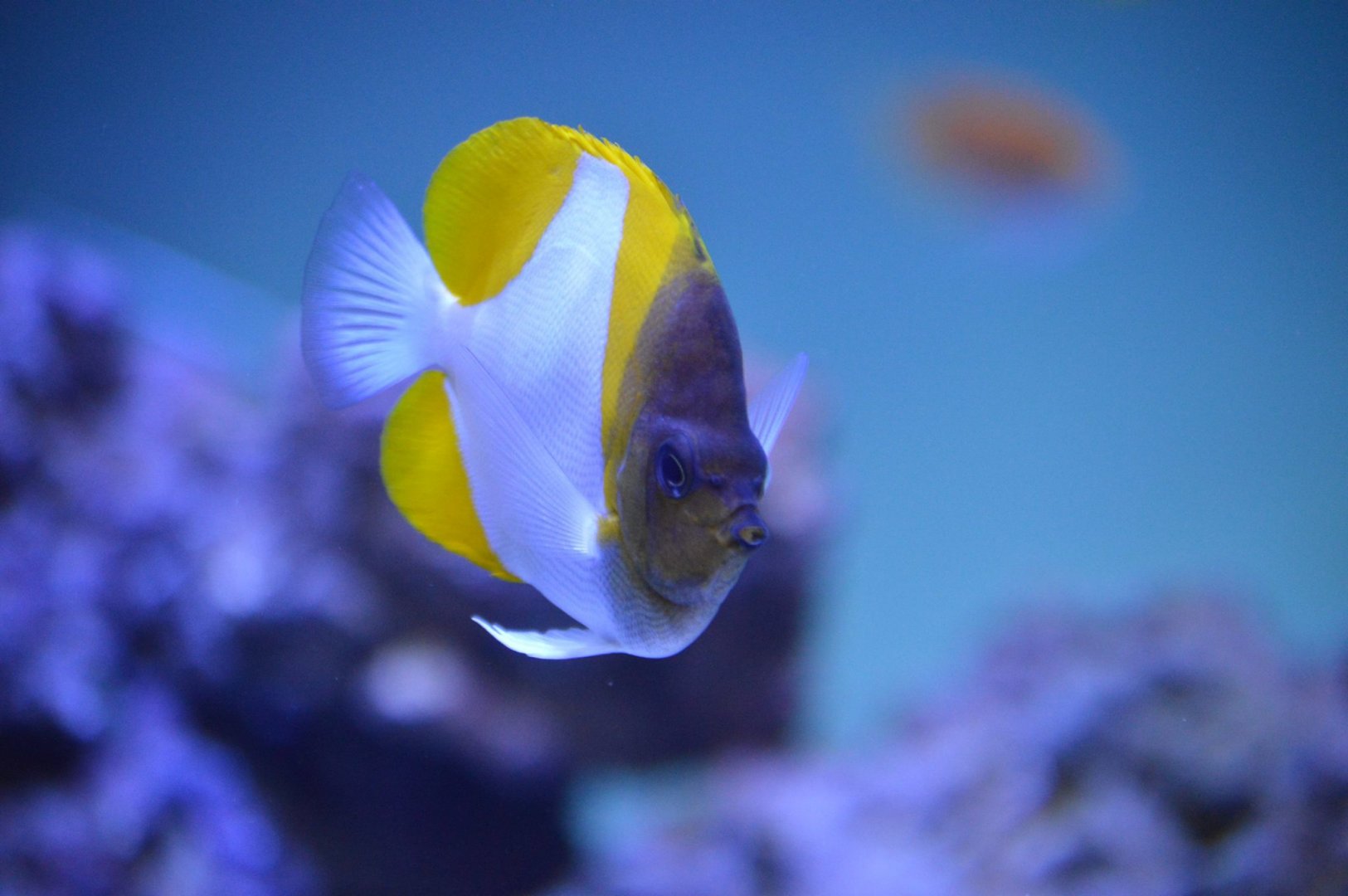 Hemitaurichthys polylepis