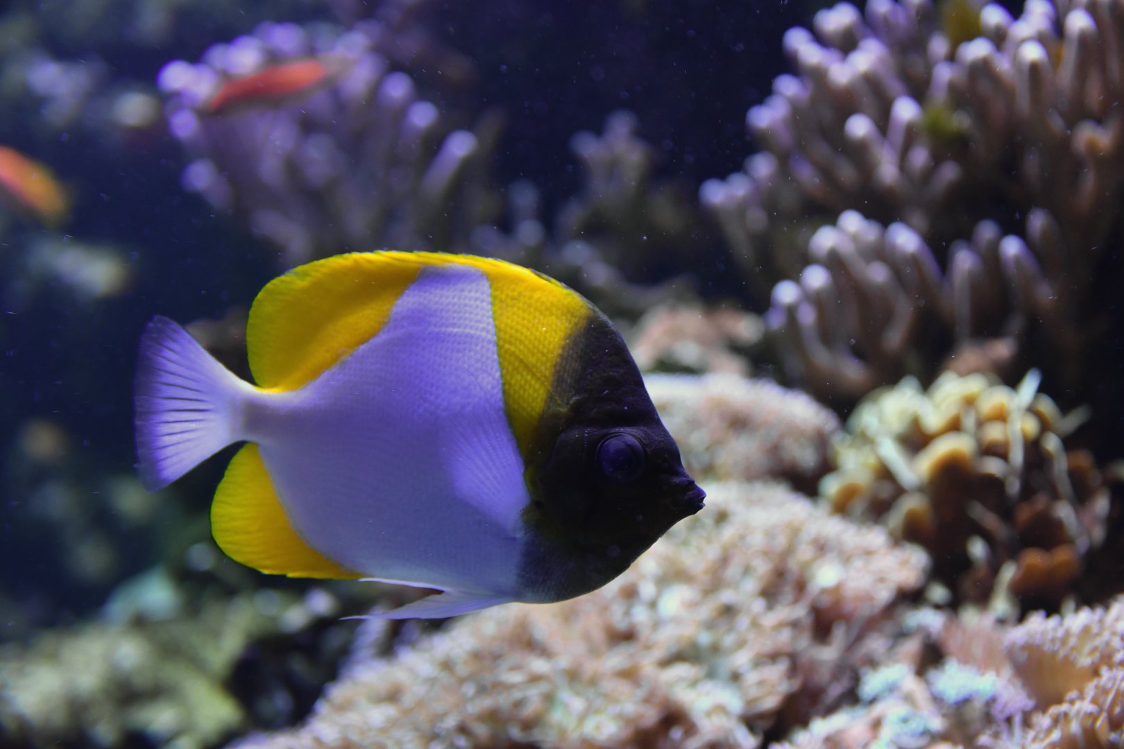 Hemitaurichthys polylepis