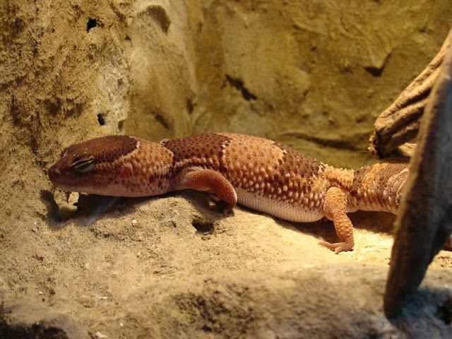 Hemitheconyx caudicinctus