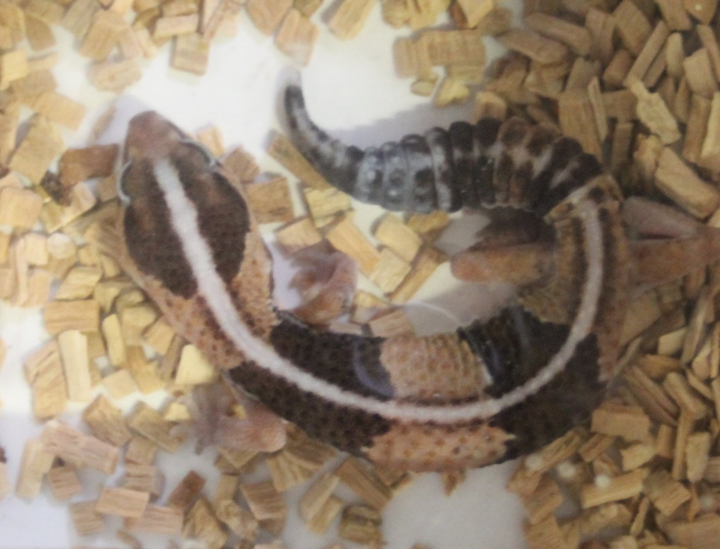 Hemitheconyx caudicinctus