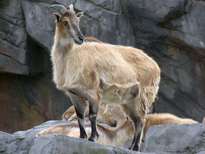 Hemitragus jemlahicus / Himalayan tahr (female)