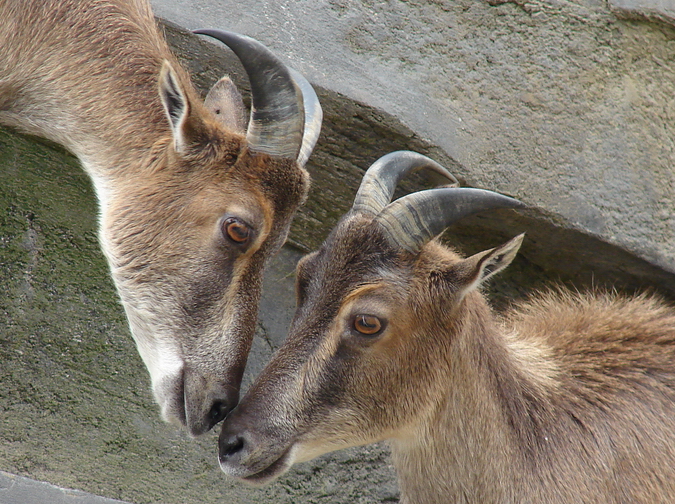Hemitragus jemlahicus / Himalayan tahr (females)