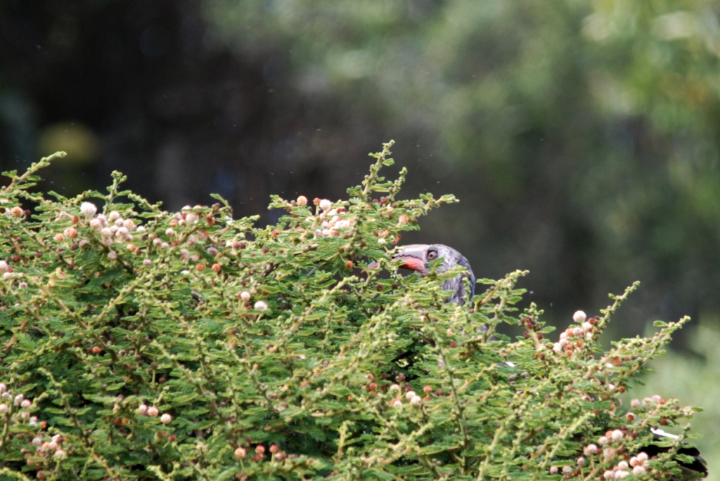 Hemprich's Hornbill at Debre Libanos Gorge, Ethiopia, 18/10/14