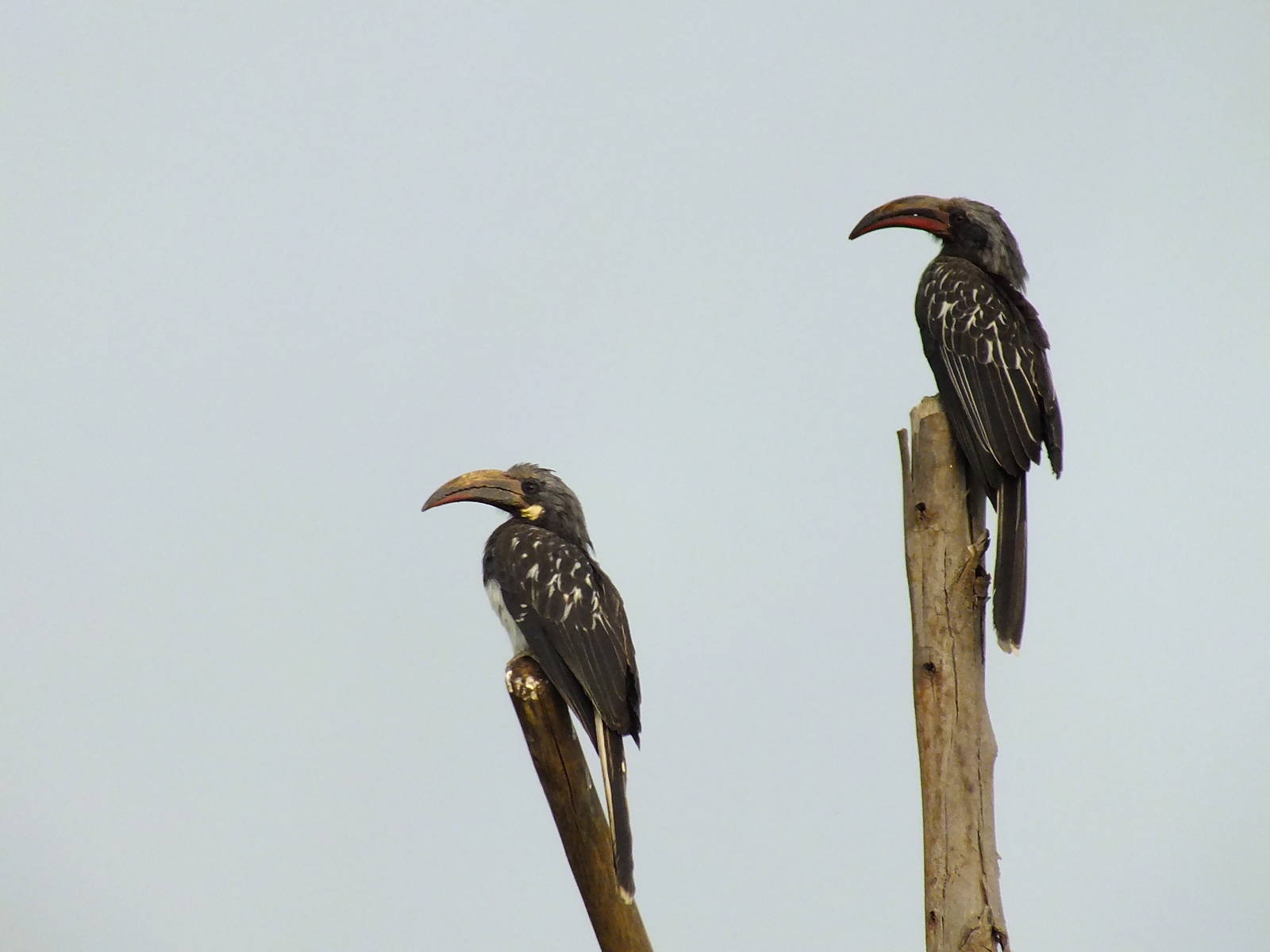 Hemprich's Hornbill?