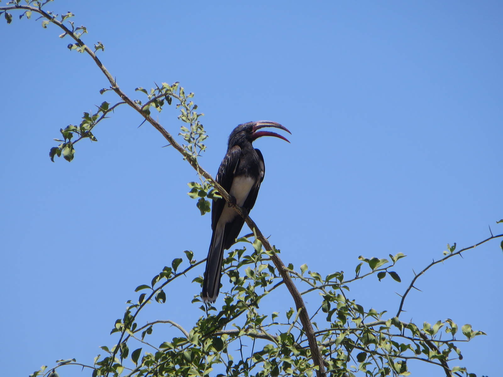 Hemprichs hornbill
