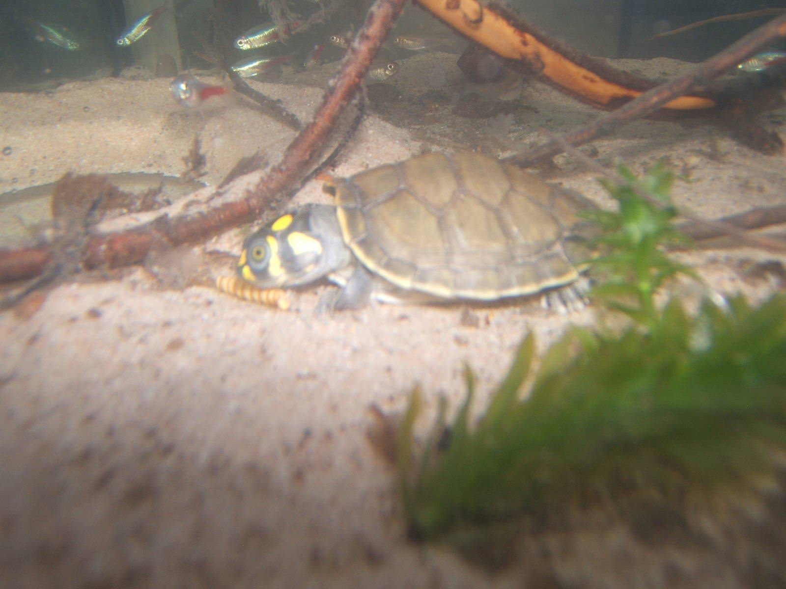 Hemsley Conservation Centre