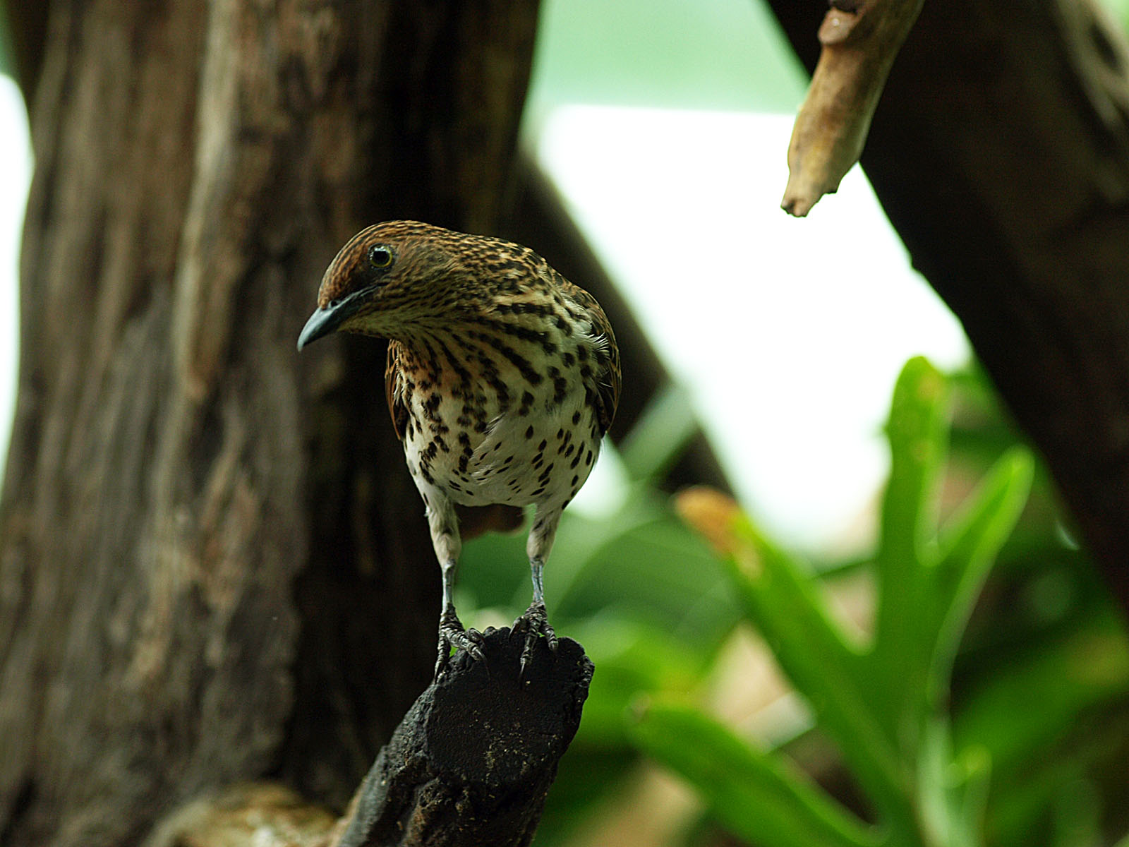 Hen Amethyst starling