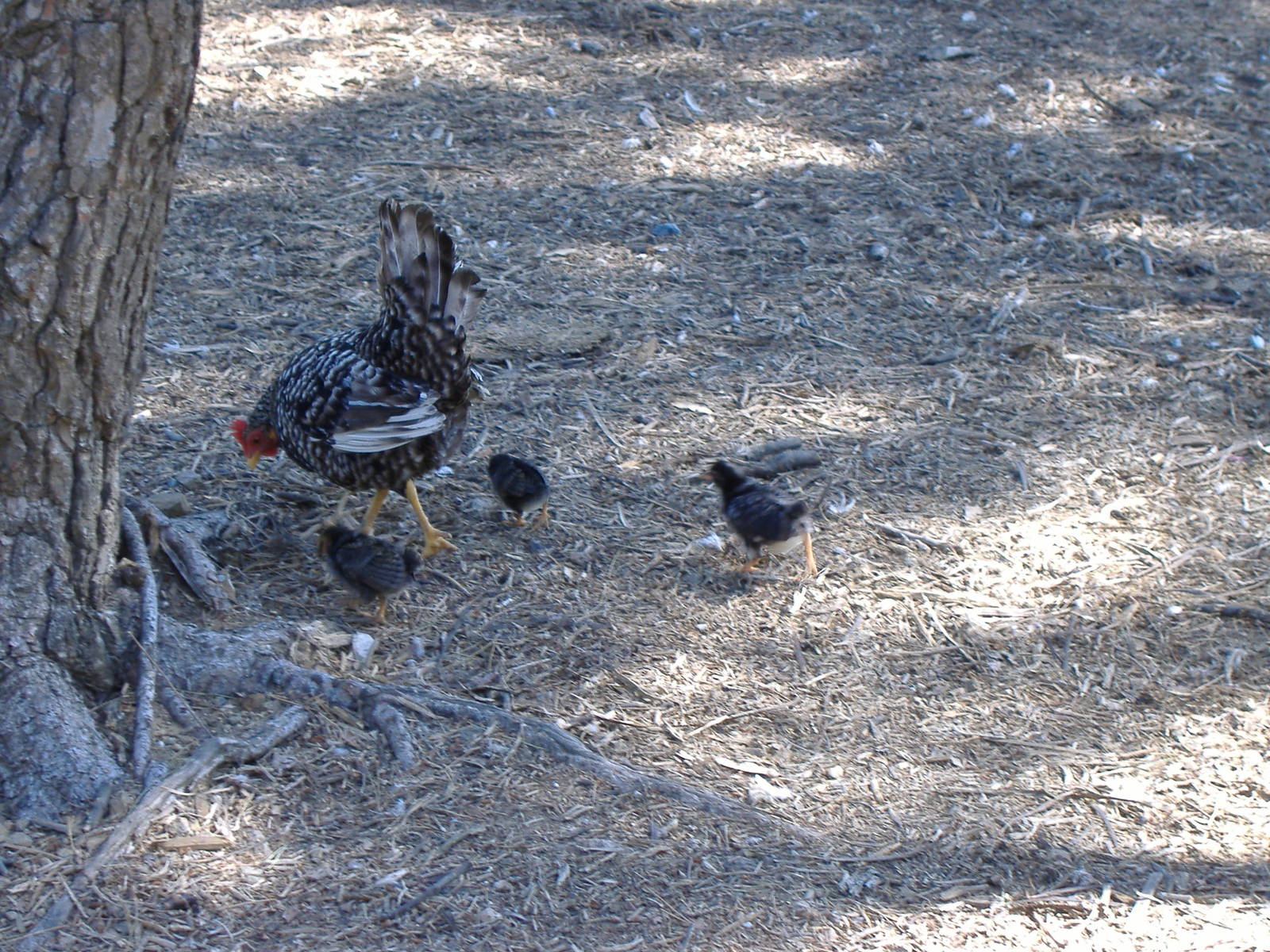 Hen and chicks in Paloma Park, Benalmadena, Malaga, 4 May 2009