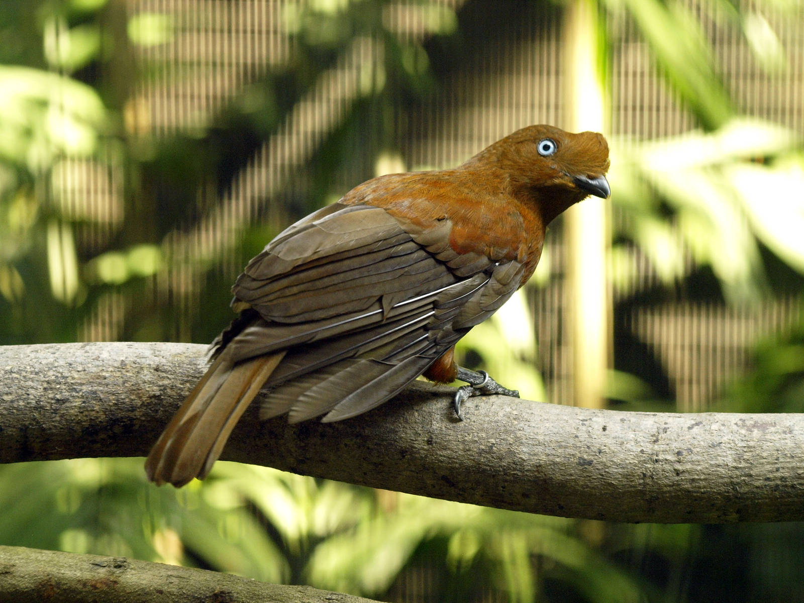 Hen Andean Cock-of-the-rock