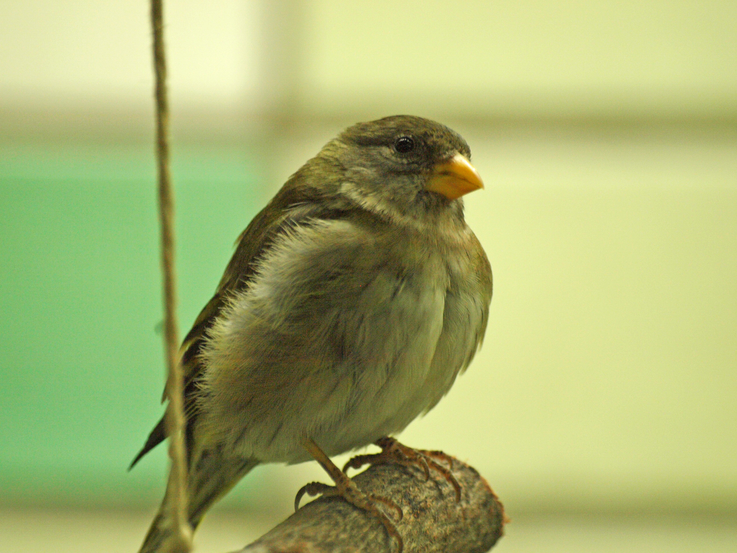 hen Antillean siskin