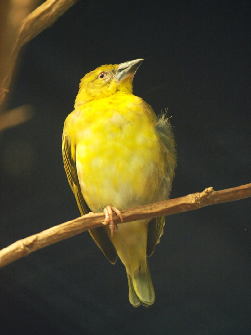 Hen black-headed weaver