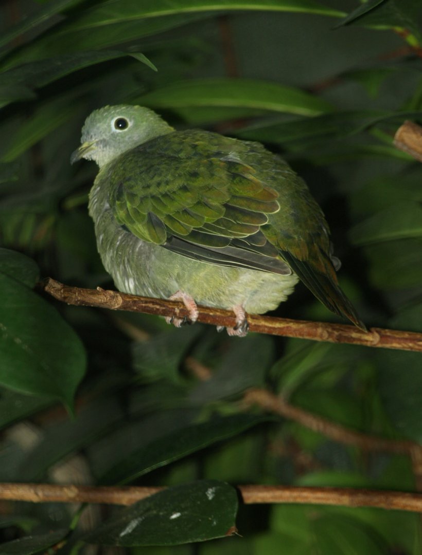 Hen Black-naped fruit dove?