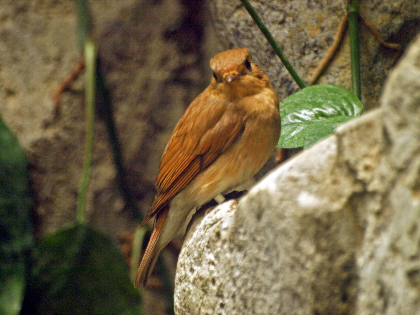 Hen blue and white flycatcher