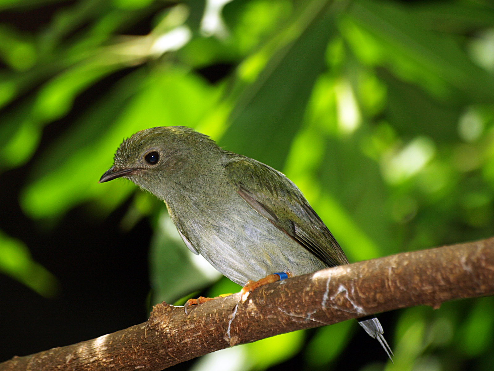 Hen Blue-backed Manakin