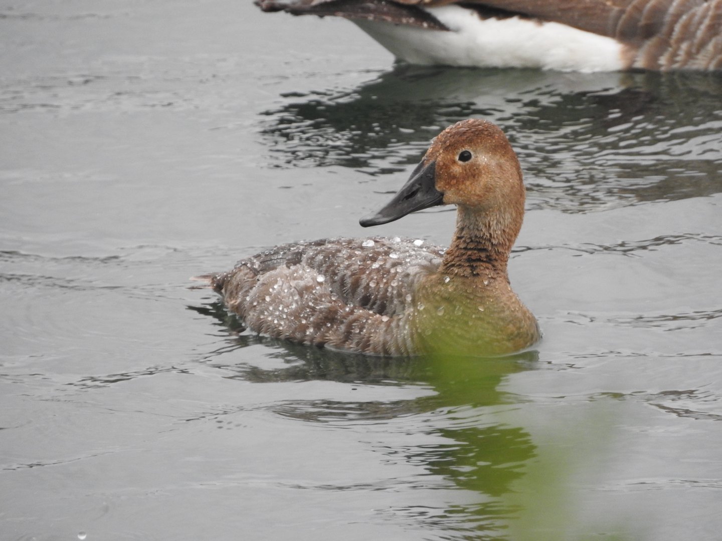 Hen Canvasback