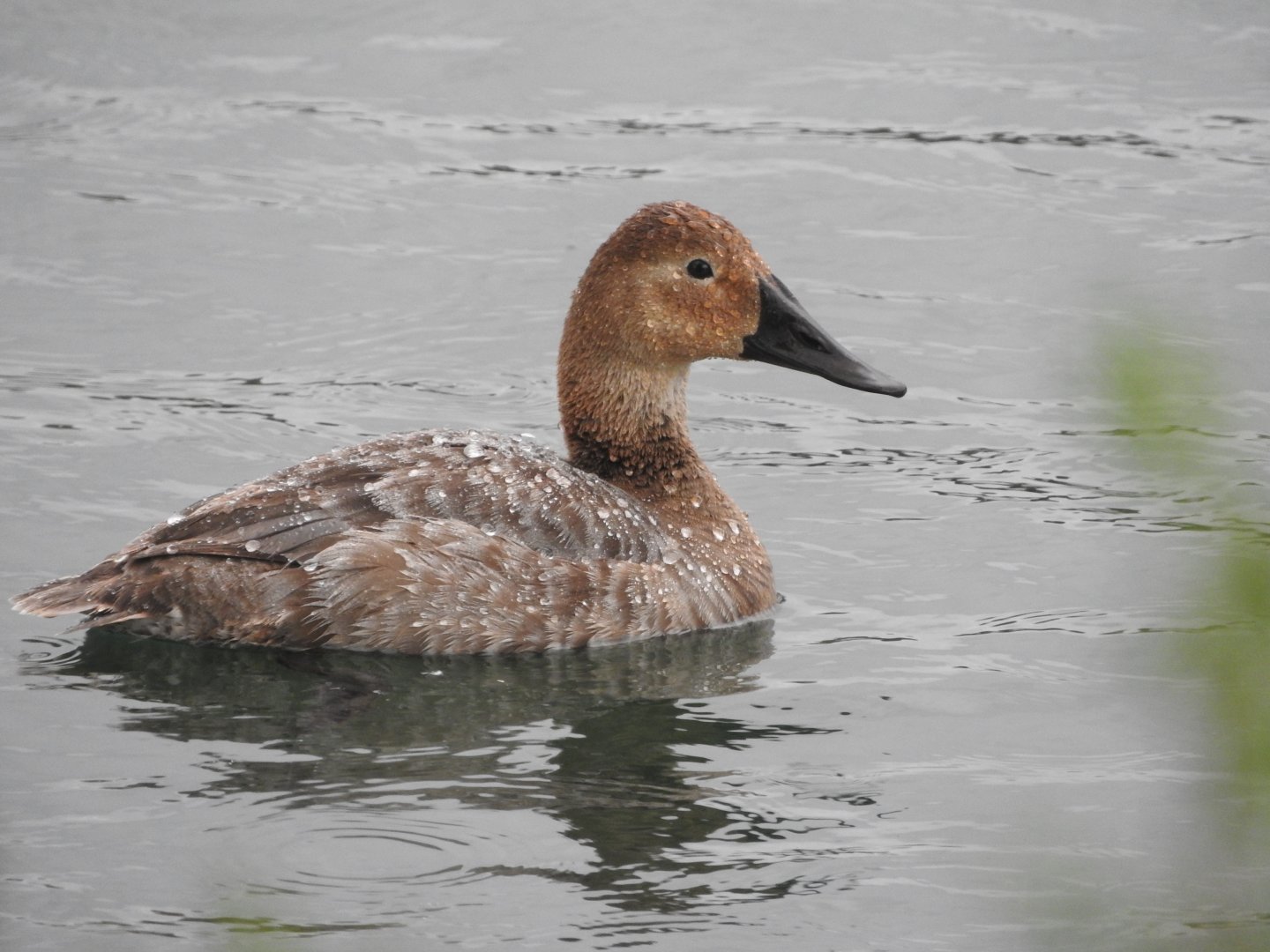 Hen Canvasback