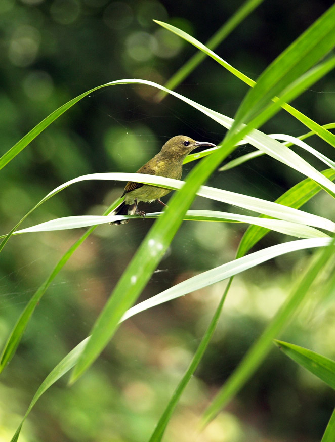 Hen Crimson sunbird (wild)