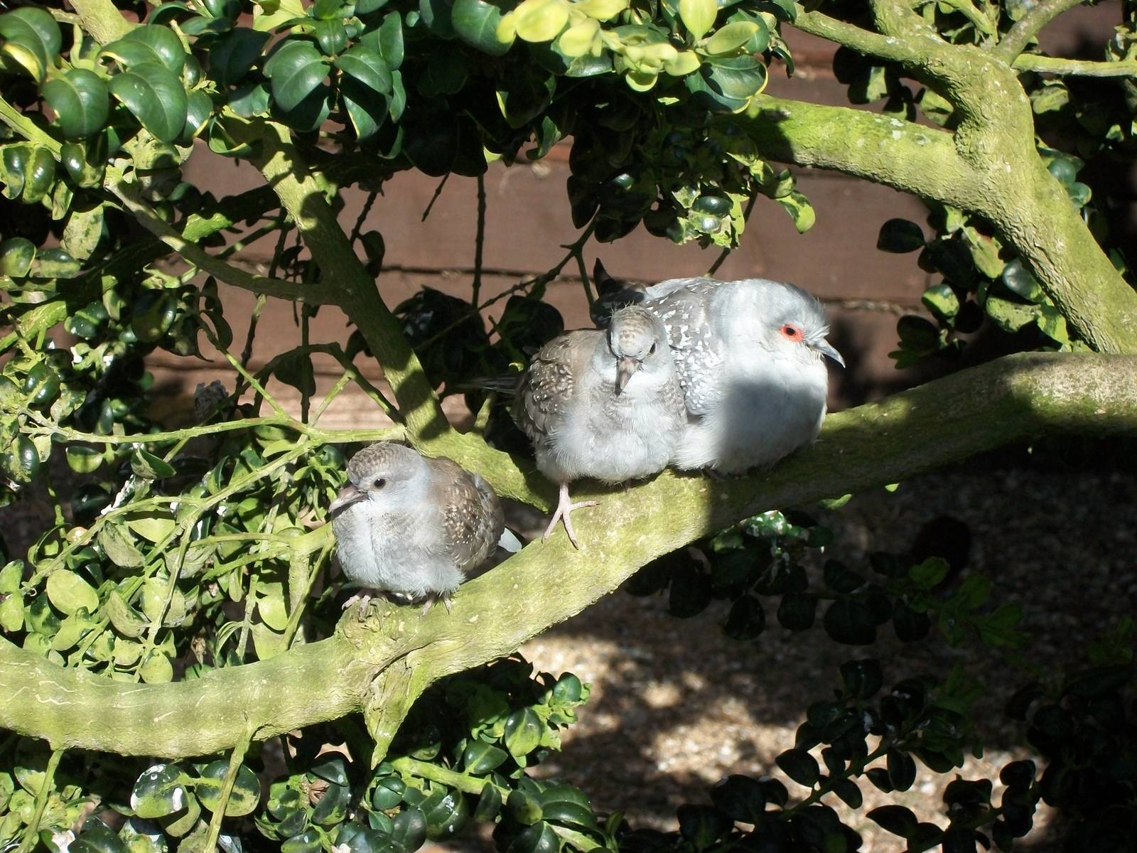 Hen Diamonfd , 2nd May 2014