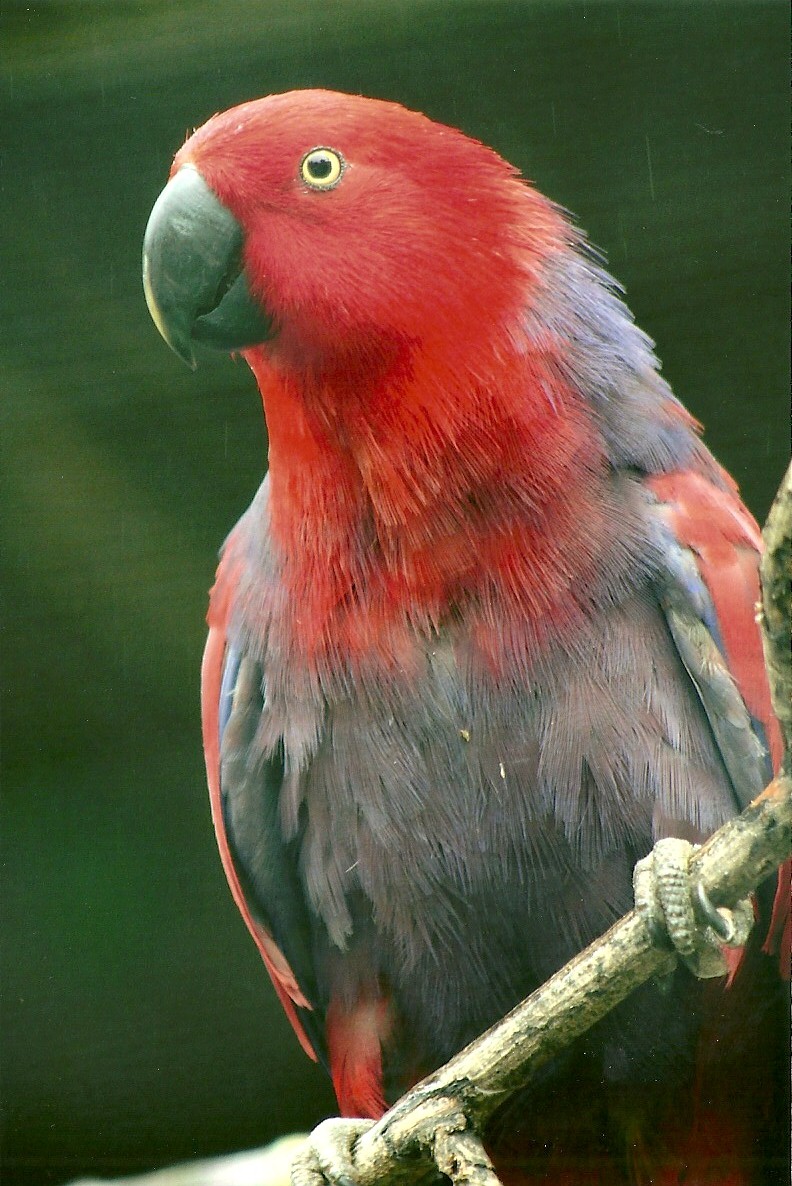 Hen Eclectus Parrot, 8th September 2011