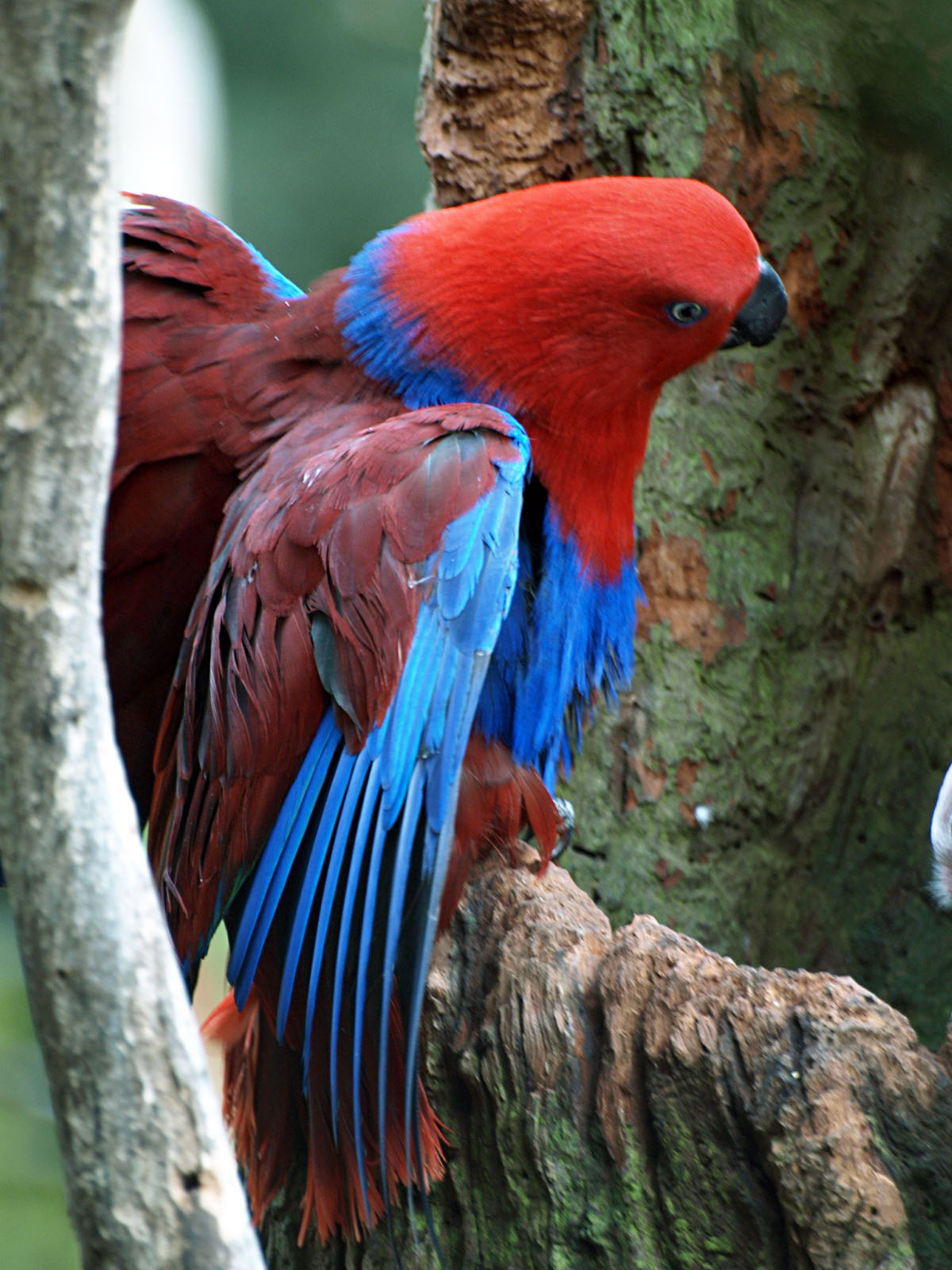Hen Eclectus