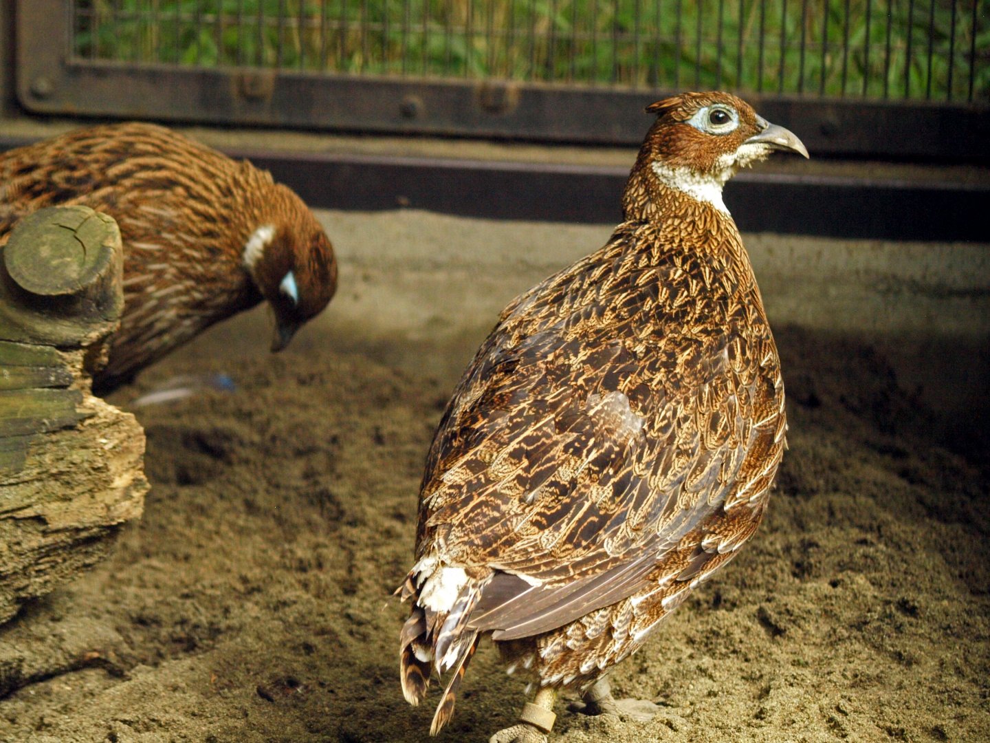 Hen Himalayan Monals