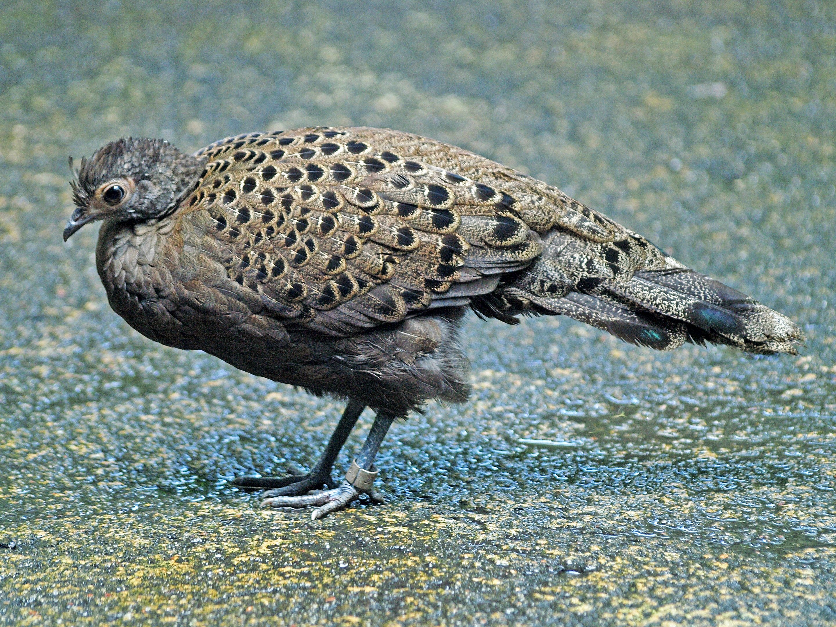 Hen Malay Peacock Pheasant